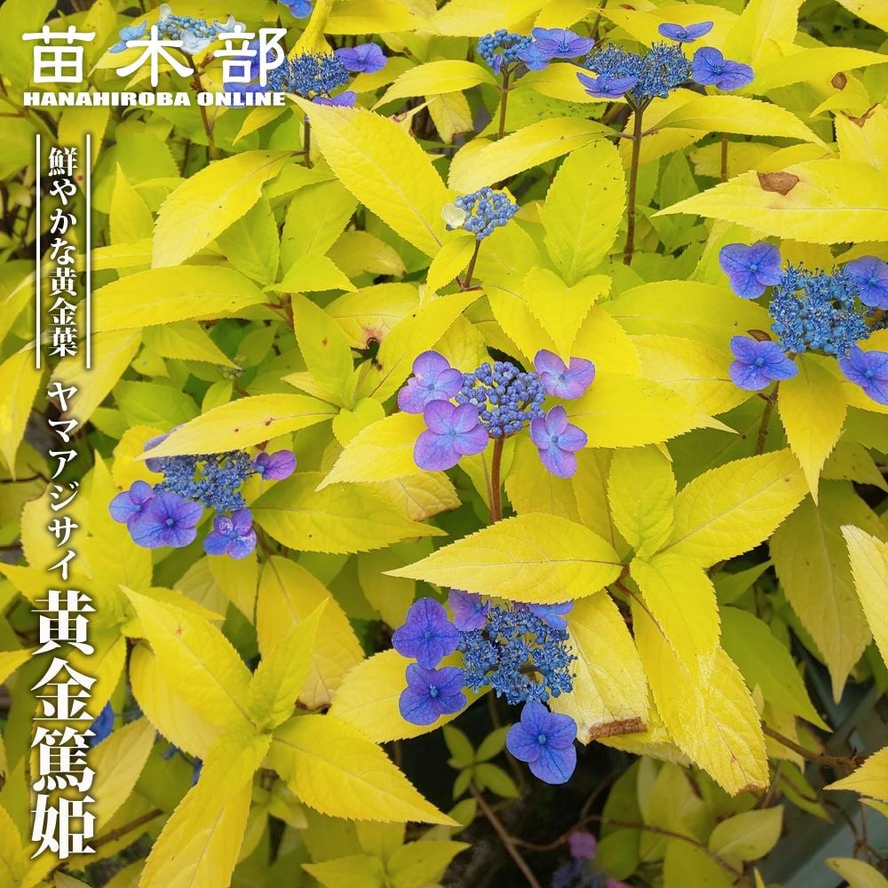 青花黄金ヤマアジサイ 000000068825-01.jpg?size=l&w=