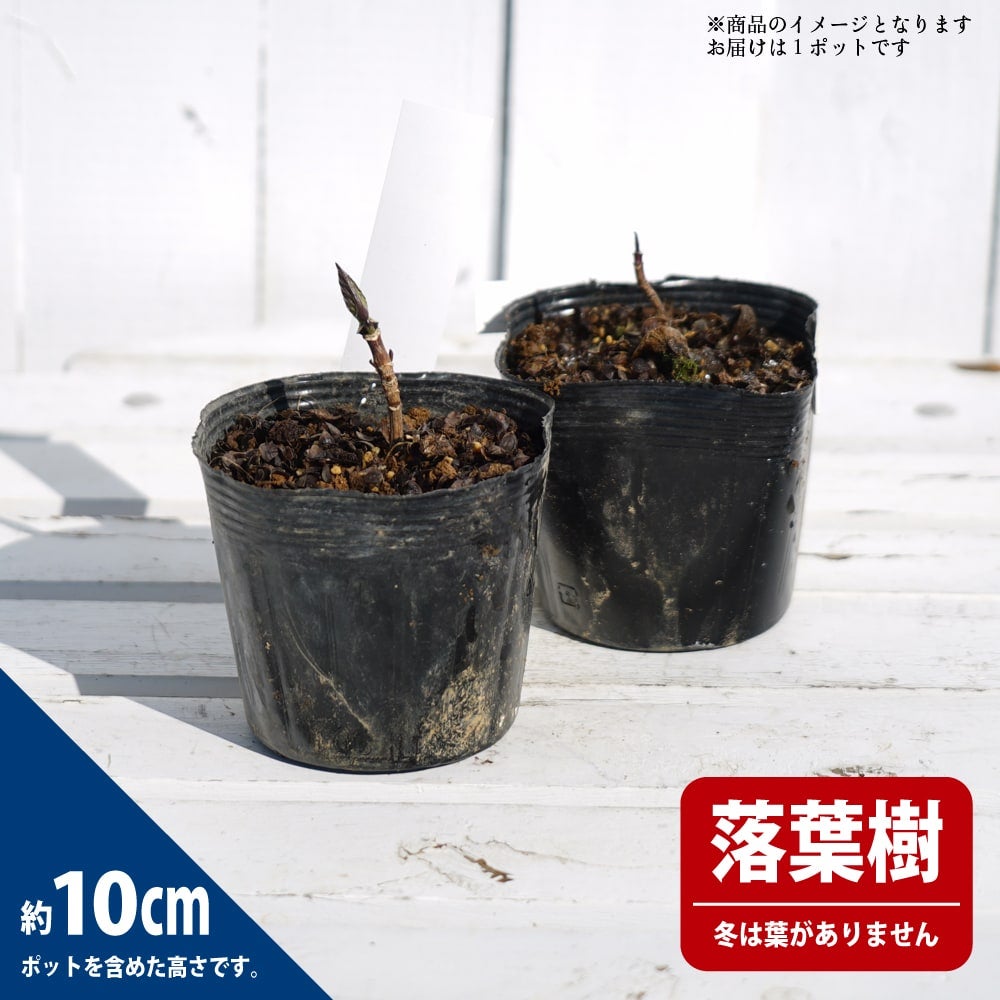 000000068826-03.jpg?size=l&w=