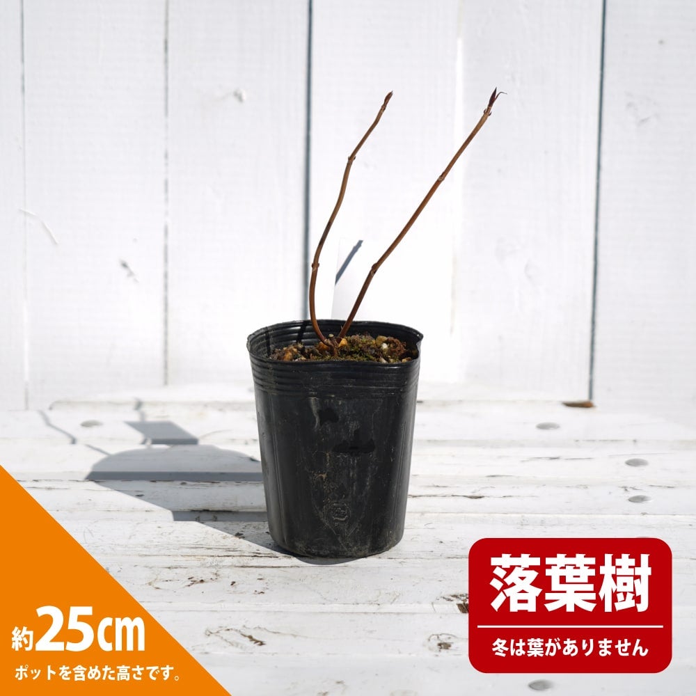 アジサイ 常山 ブラックバイバー 苗 販売 苗木部 By 花ひろばオンライン