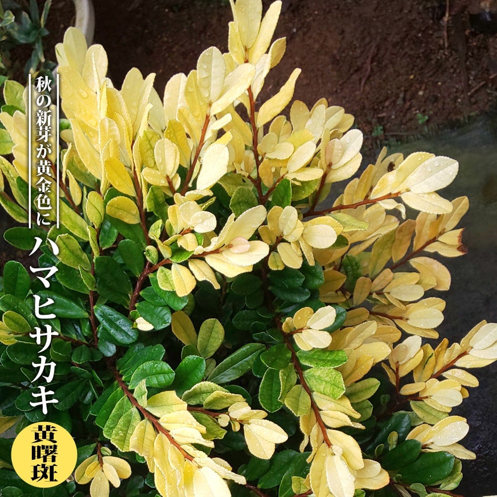 000000068829-01.jpg?size=l&w=