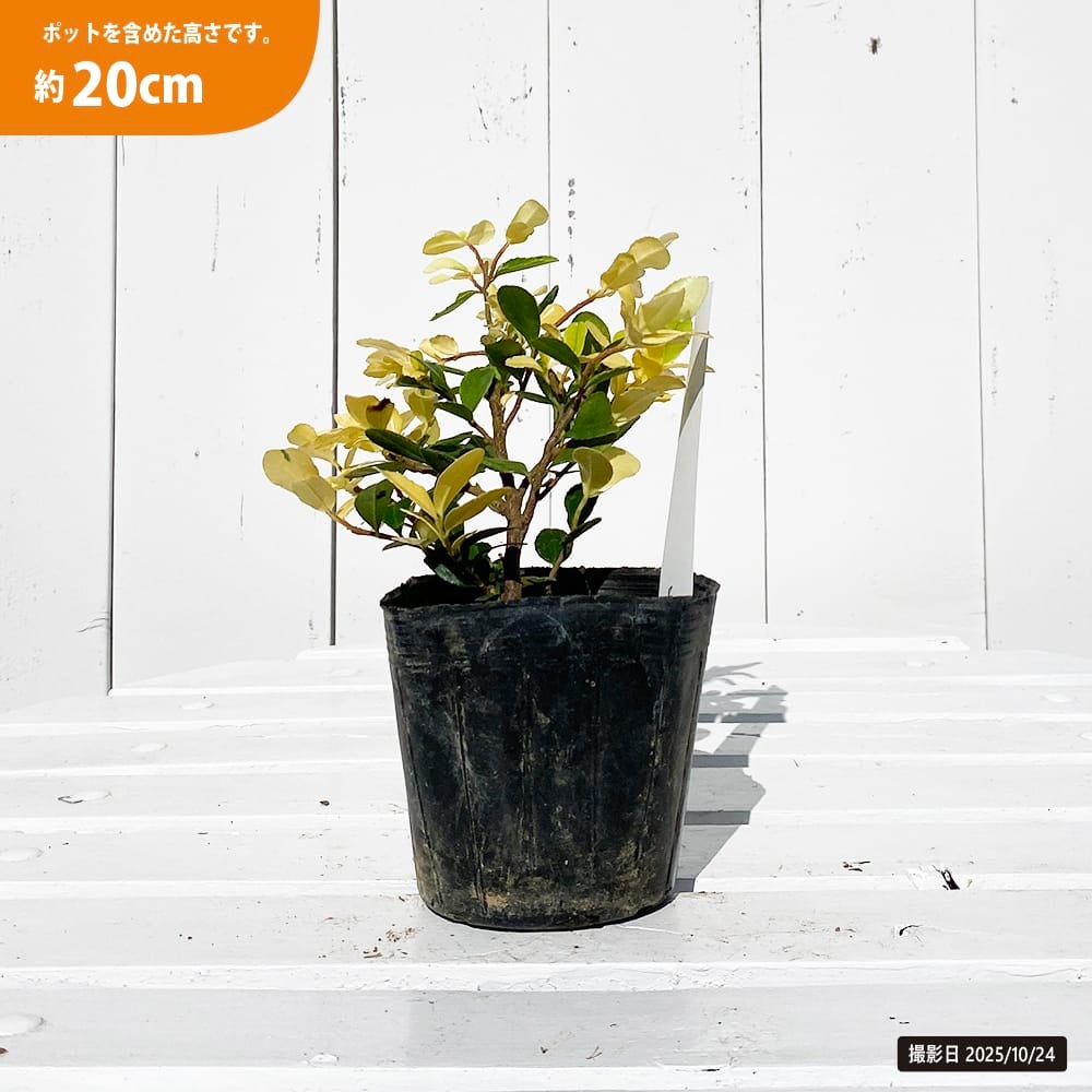 ハマヒサカキ 曙斑 苗 販売 苗木部 By 花ひろばオンライン