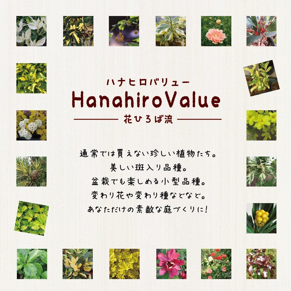 ハマヒサカキ 曙斑 苗 販売 苗木部 By 花ひろばオンライン