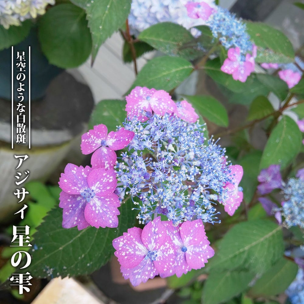 000000068898-01.jpg?size=l&w=