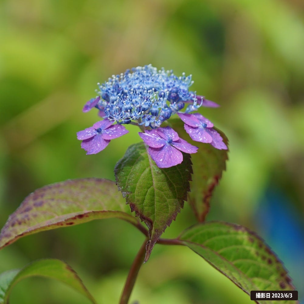 000000068898-02.jpg?size=l&w=