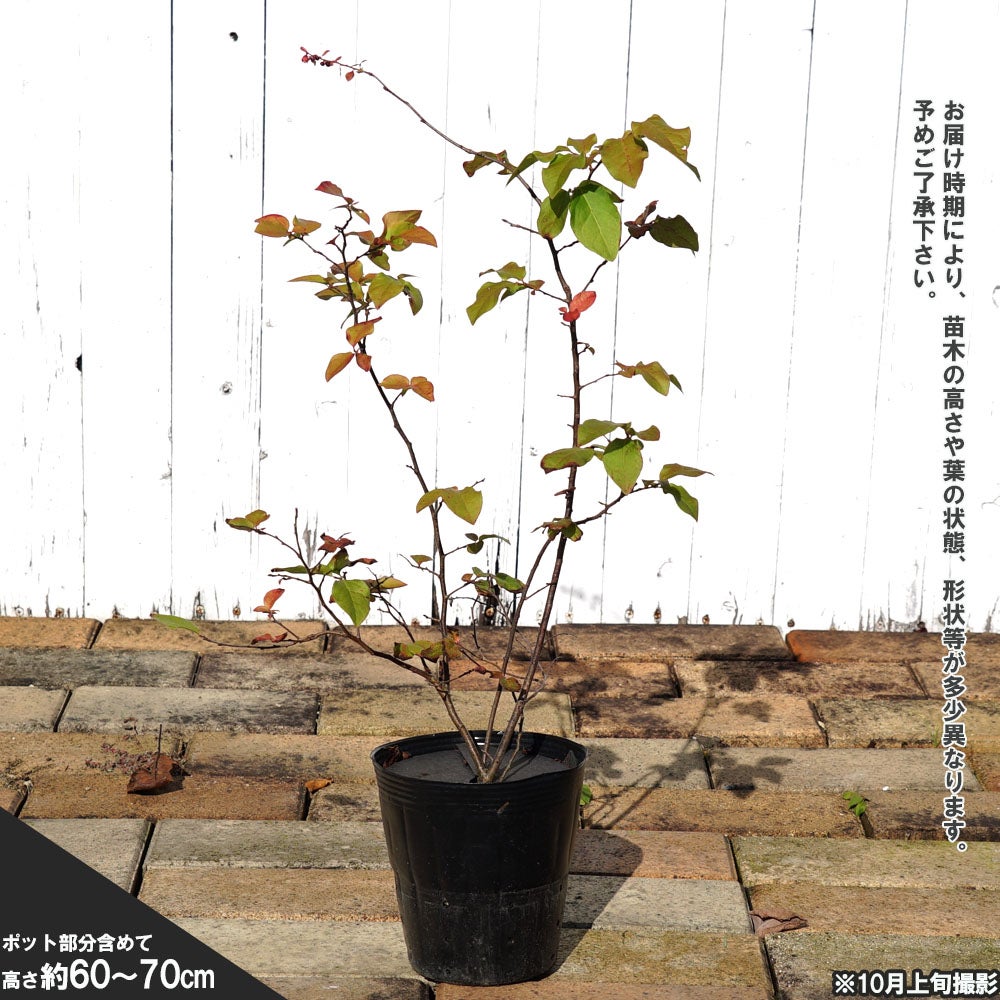 山野草・ナツハゼ苗・画像の苗と大きめ株お届けいたします。ポットのまま梱包お届け！ 000000068920-03.jpg?size=l&w=