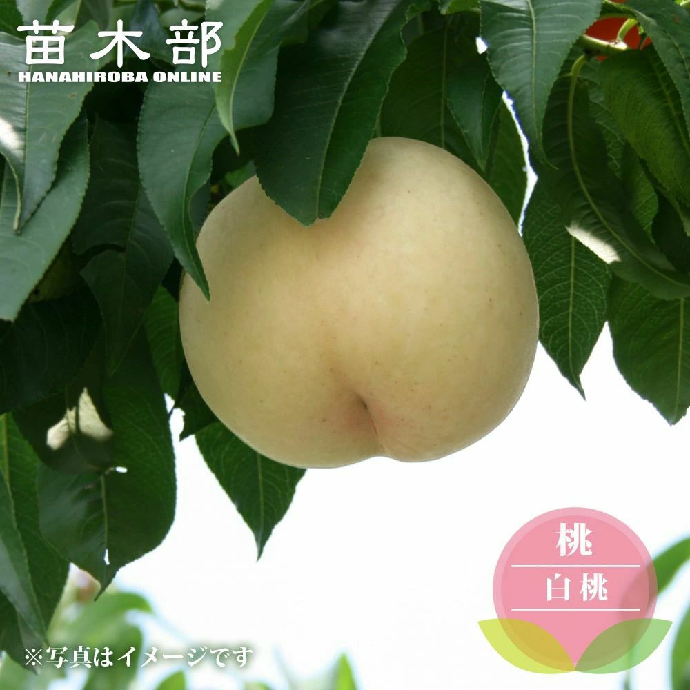 000000068921-01.jpg?size=l&w=