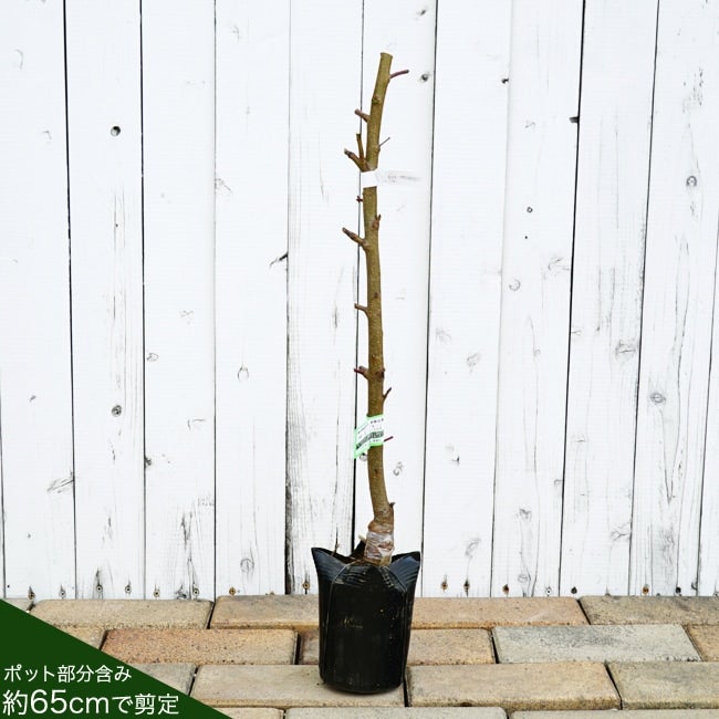 希少　白桃苗木　3年生 桃 苗木 【さくら白桃】 3年生 接ぎ木 約1.3m 大苗
