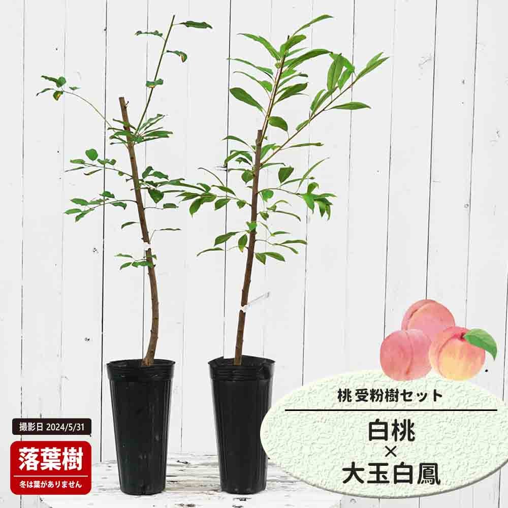 桃  白桃と大玉白鳳の受粉樹セット