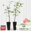 桃  白桃と大玉あかつきの受粉樹セット