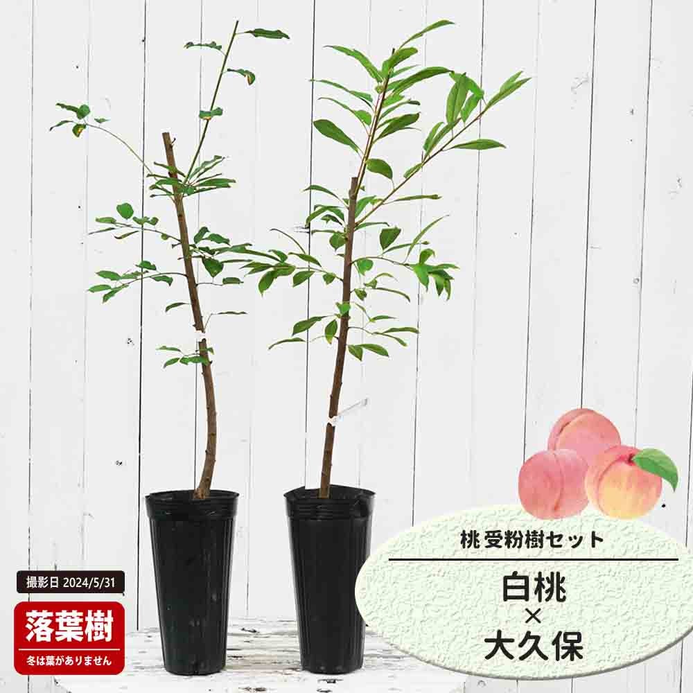 桃  白桃と大久保の受粉樹セット