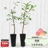桃  白桃と黄桃つきかがみの受粉樹セット