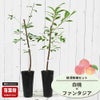 桃  白桃とネクタリン ファンタジアの受粉樹セット