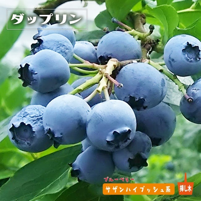 ブルーベリー大苗 （サザンハイブッシュ系）2本セット ブルーベリー 『 サザンハイブッシュ系 2品種植え 』 8号スリット鉢
