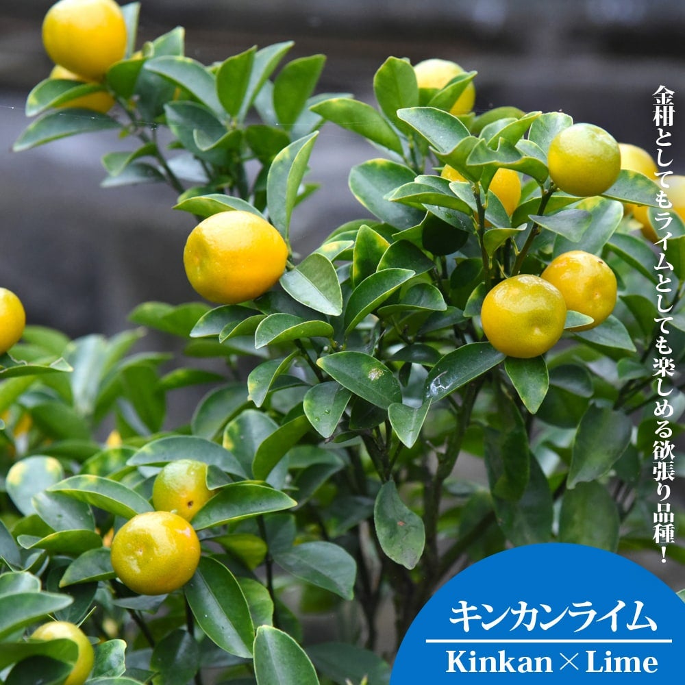 000000069489-01.jpg?size=l&w=