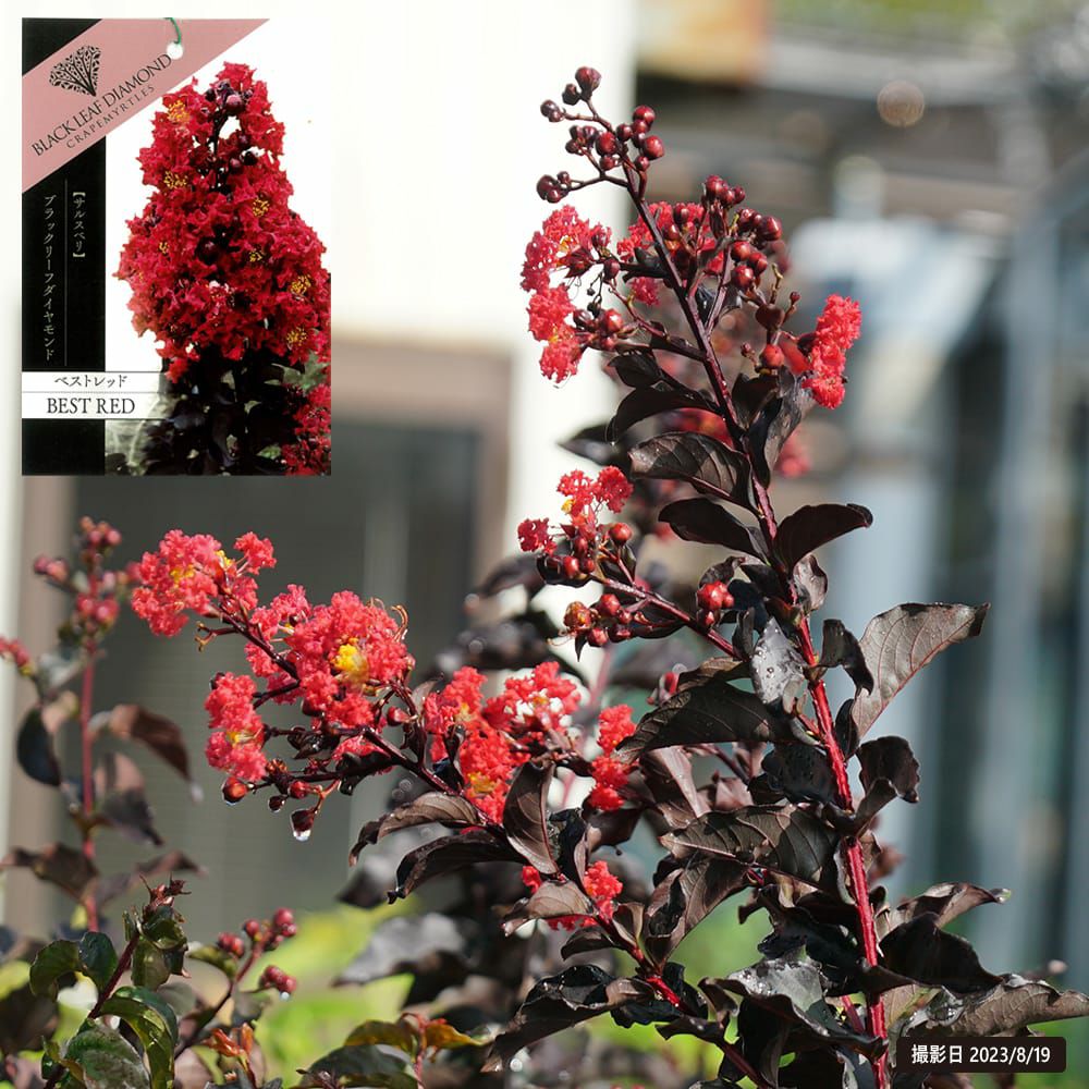 ダシリリオン グラウコフィラム 苗 販売 苗木部 By 花ひろばオンライン