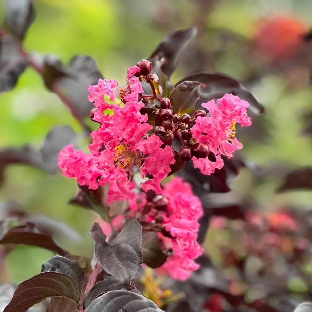 サルスベリ ブラックリーフダイヤモンド シェルピンクの通販 苗木部