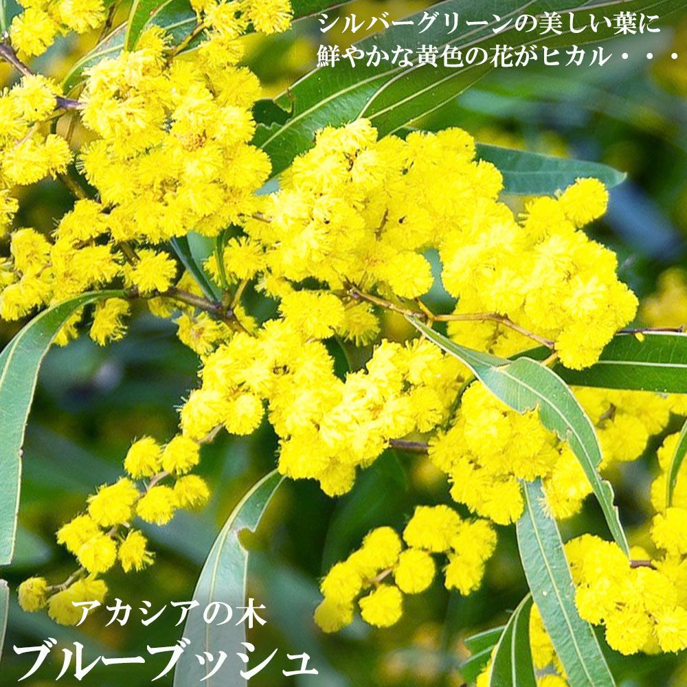 000000069804-01.jpg?size=m&w=