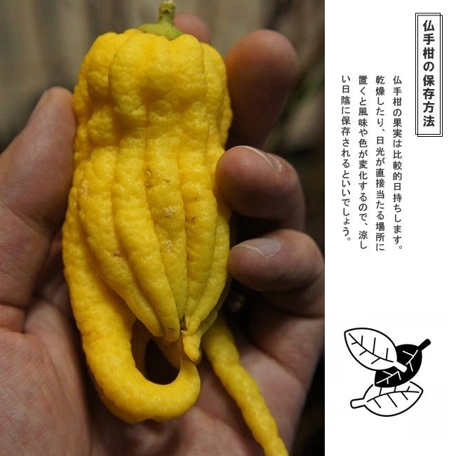 000000069916-05.jpg?size=l&w=