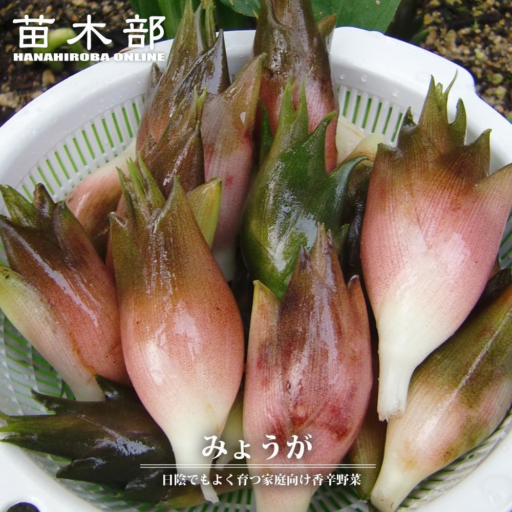 000000069938-01.jpg?size=m&w=