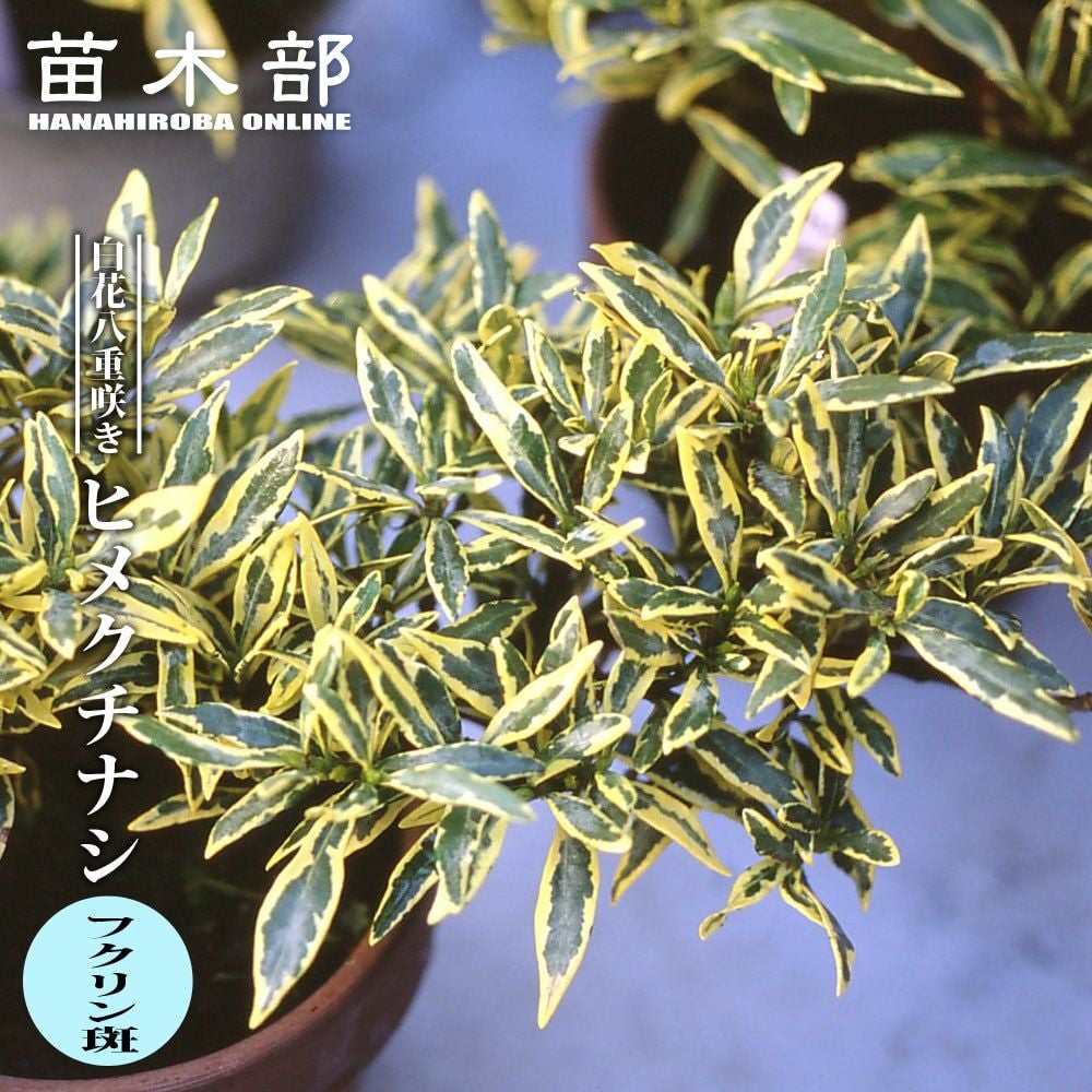 タイサンボク リトルジェム 苗 販売 苗木部 By 花ひろばオンライン