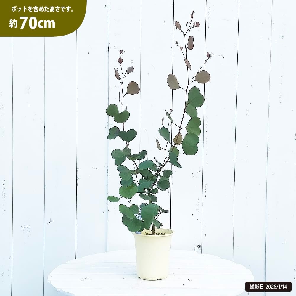 ユーカリ ポリアンセモス 苗 植え方 苗木部 By 花ひろばオンライン