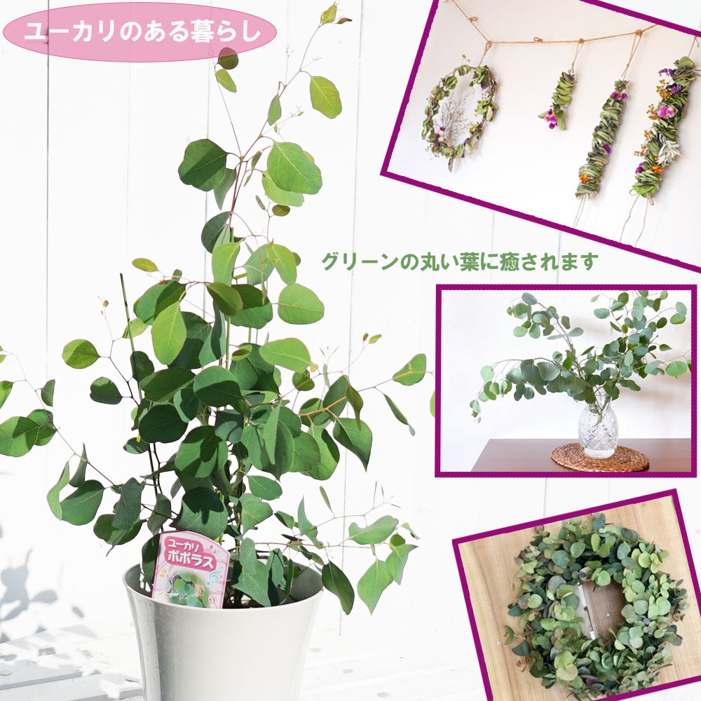 ユーカリ ポリアンセモス 苗 鉢植え 苗木部 By 花ひろばオンライン
