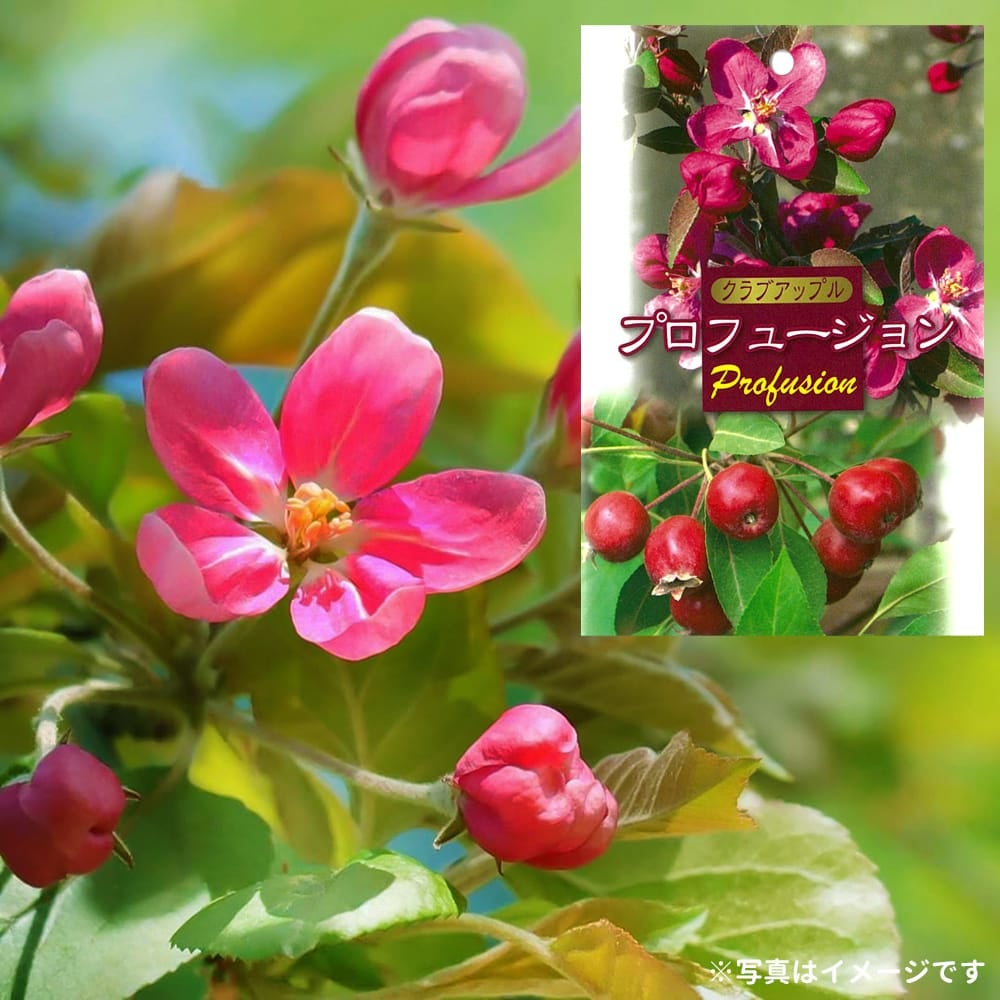 000000070389-01.jpg?size=l&w=