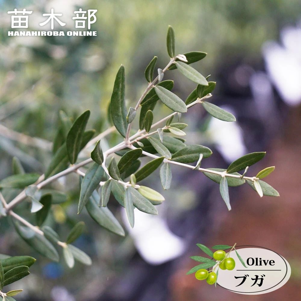オリーブ ブガ 苗 販売 苗木部 By 花ひろばオンライン