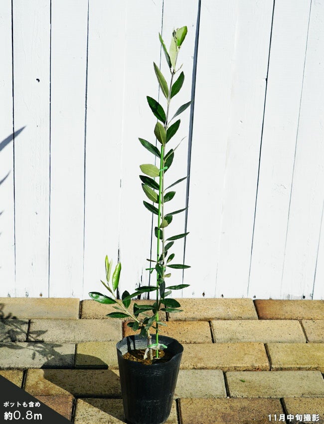 オリーブ ブガ 苗 販売 苗木部 By 花ひろばオンライン