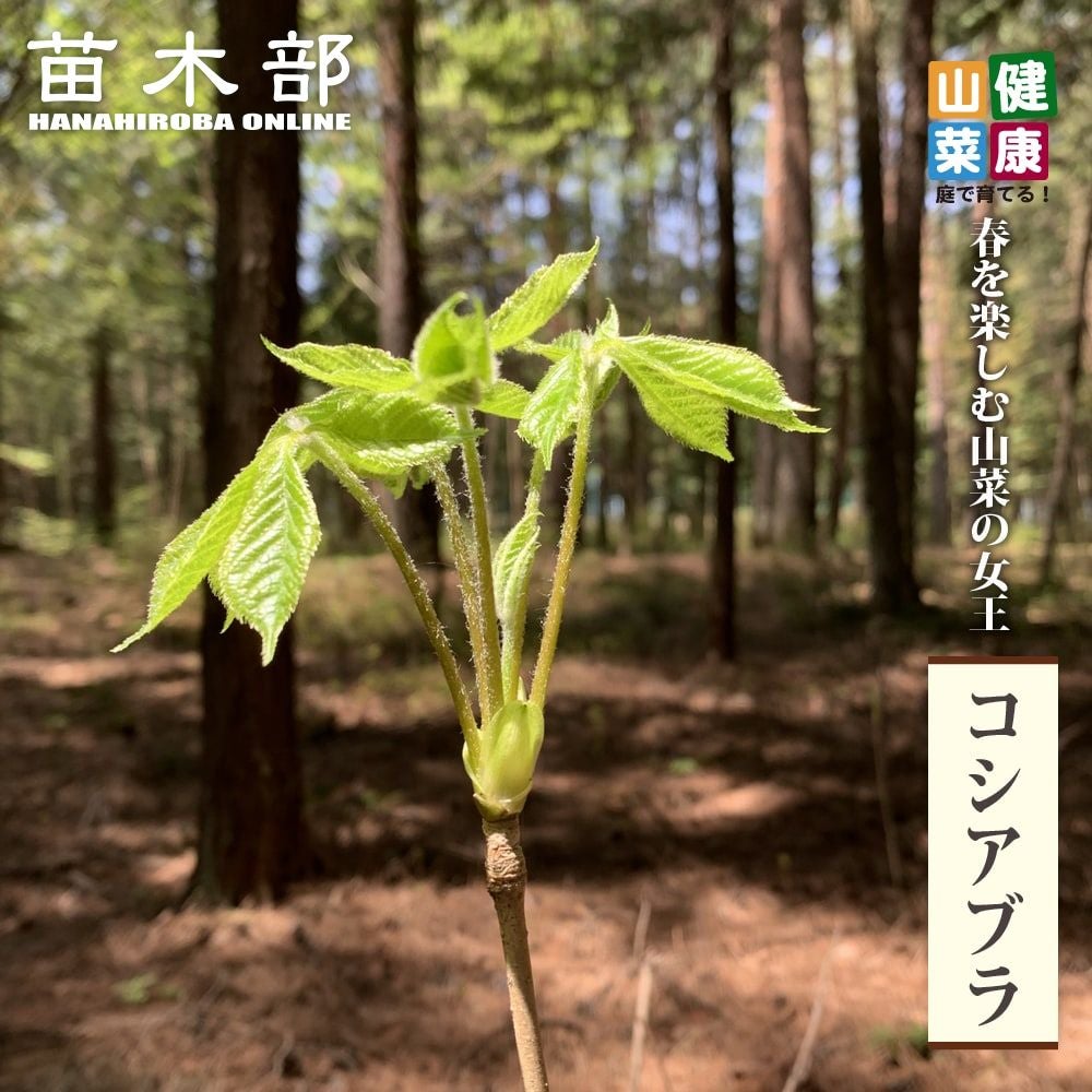 ヤシ カナリーヤシ 苗 販売 苗木部 By 花ひろばオンライン