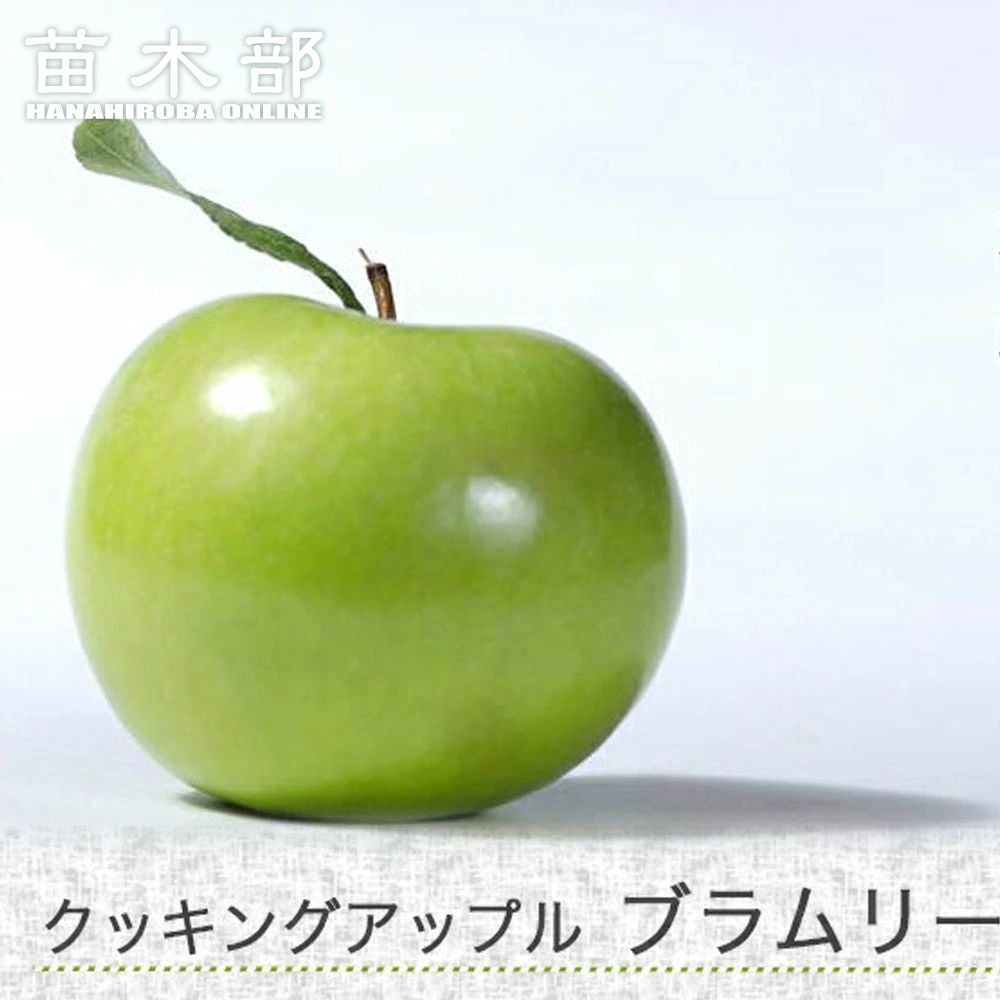 リンゴ クッキングアップル ブラムリー 苗 おすすめ 苗木部 By 花
