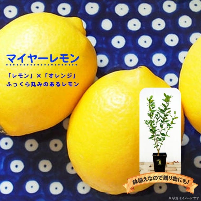 000000070811-01.jpg?size=m&w=
