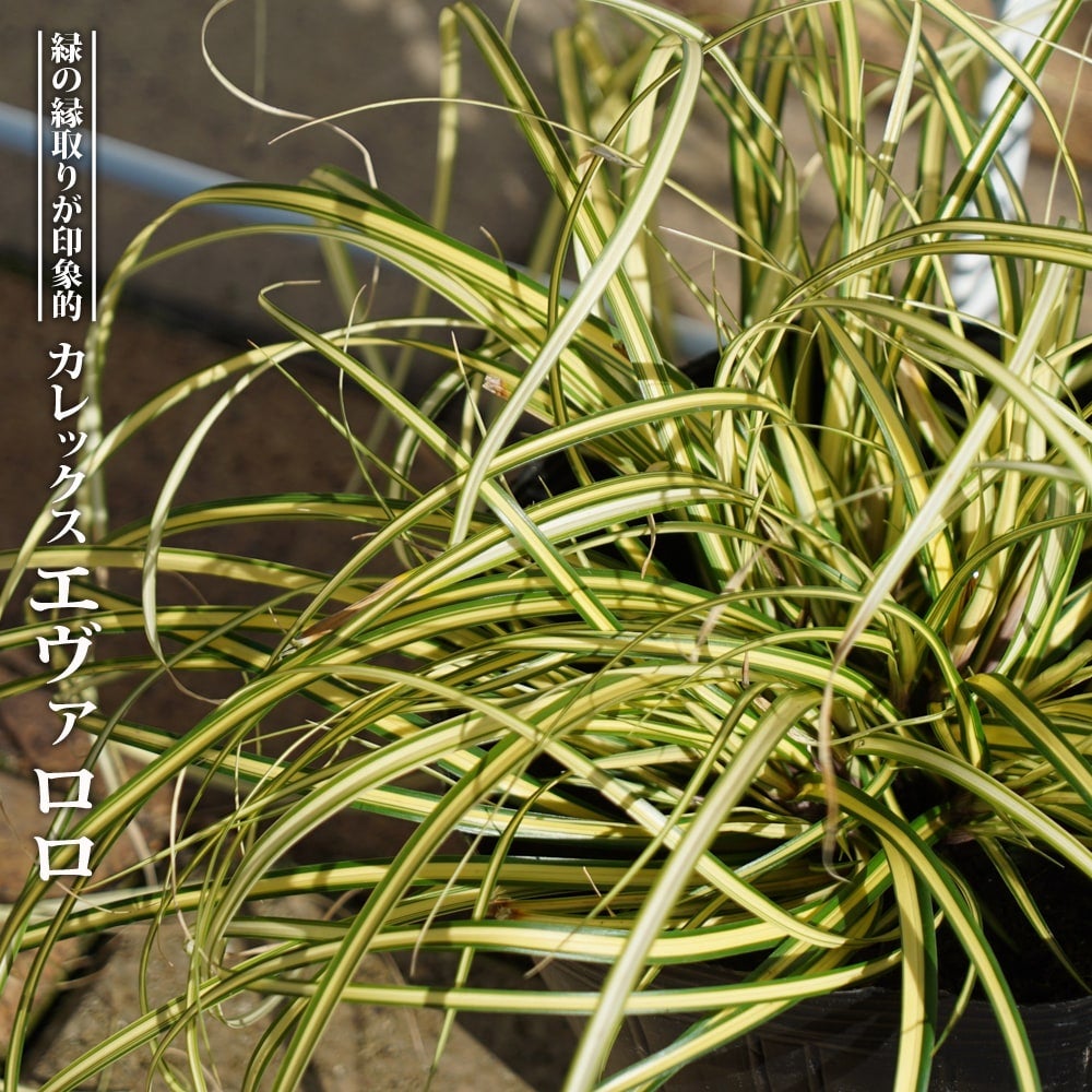 ダシリリオン ロンギシマム 苗 通販 苗木部 By 花ひろばオンライン