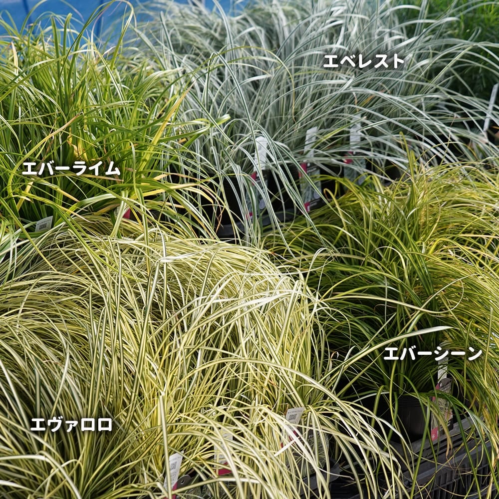 000000070920-05.jpg?size=l&w=