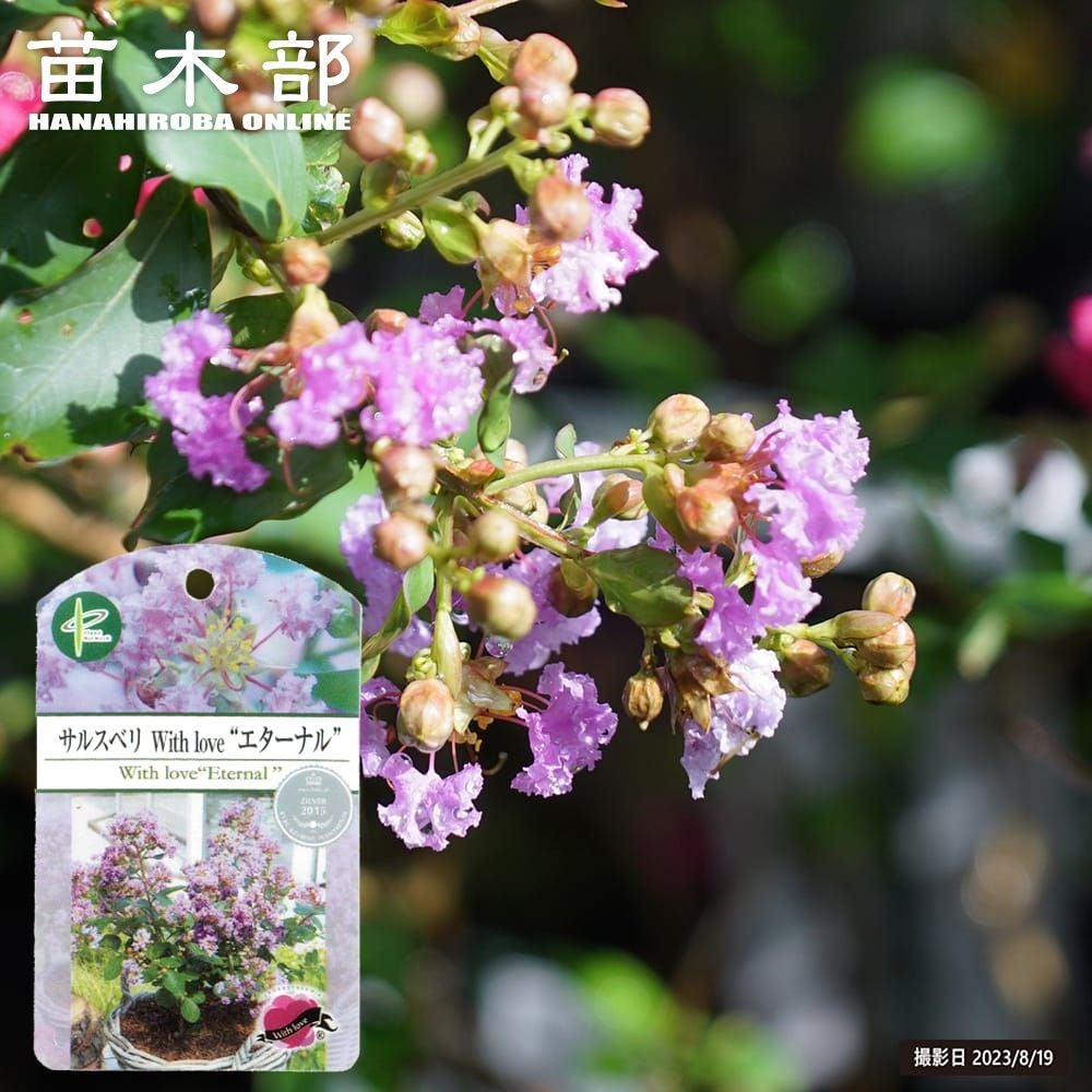 アカシア ポートリンカーンワトル 苗 販売 苗木部 By 花ひろばオンライン