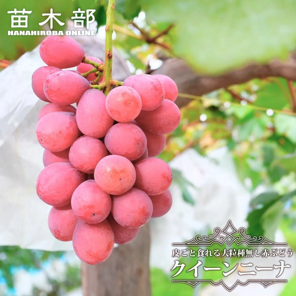 ブドウ 欧米雑種4倍体 クイーンニーナ 苗 販売 苗木部 By 花ひろば
