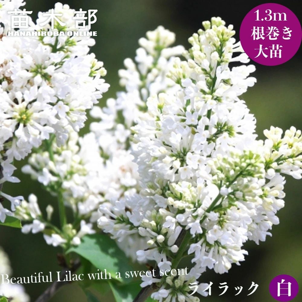 000000071009-01.jpg?size=l&w=