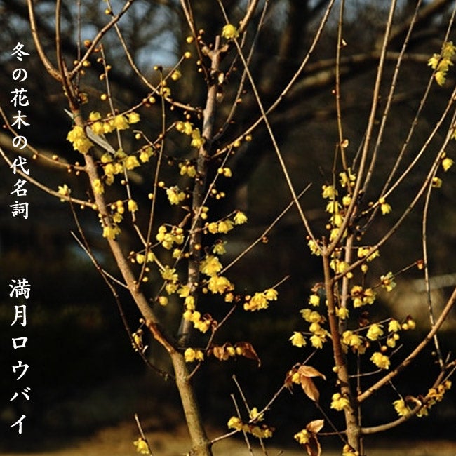 ロウバイ 満月ロウバイ 苗 おすすめ 苗木部 By 花ひろばオンライン