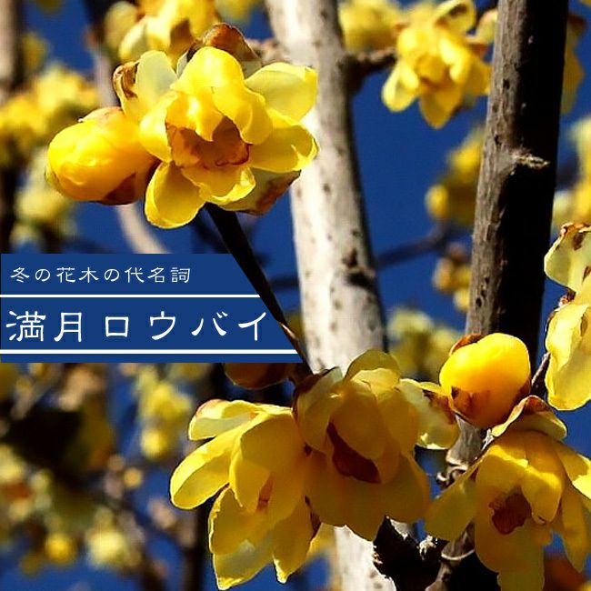 ロウバイ 満月ロウバイ 苗 おすすめ 苗木部 By 花ひろばオンライン