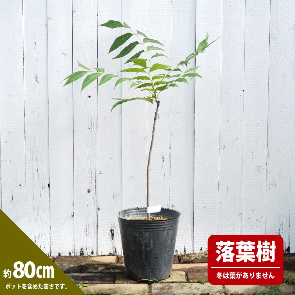 ペカンナッツ ケープフェア 苗 販売 苗木部 By 花ひろばオンライン