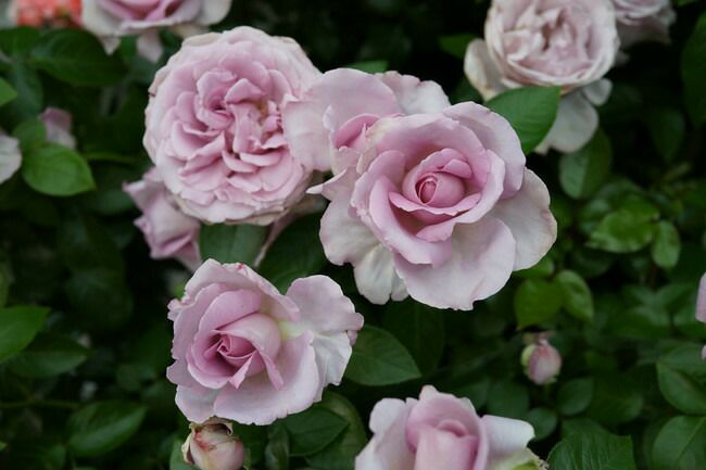 バラ ローズシナクティフ S シュラブ （半つるバラ） 苗 おすすめ 苗木部