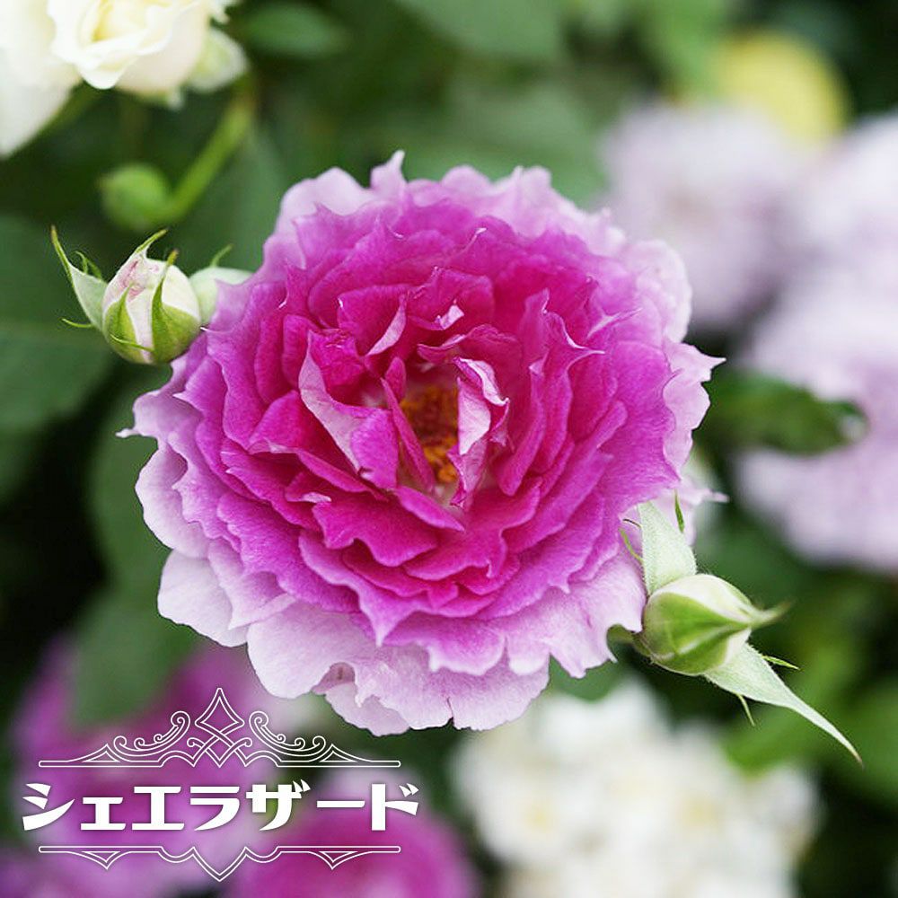 000000071286-01.jpg?size=m&w=