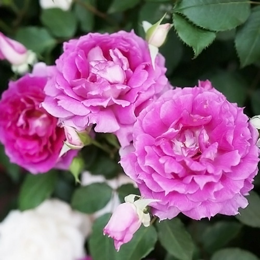 バラ シェエラザード S シュラブ （半つるバラ）の通販 おすすめ 苗木部