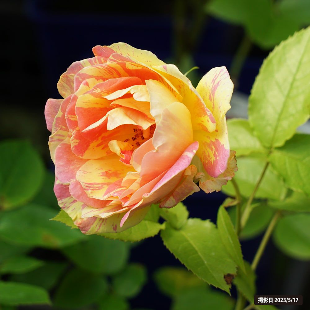 バラ ポールセザンヌ S シュラブ （半つるバラ）の販売 苗木部 By 花