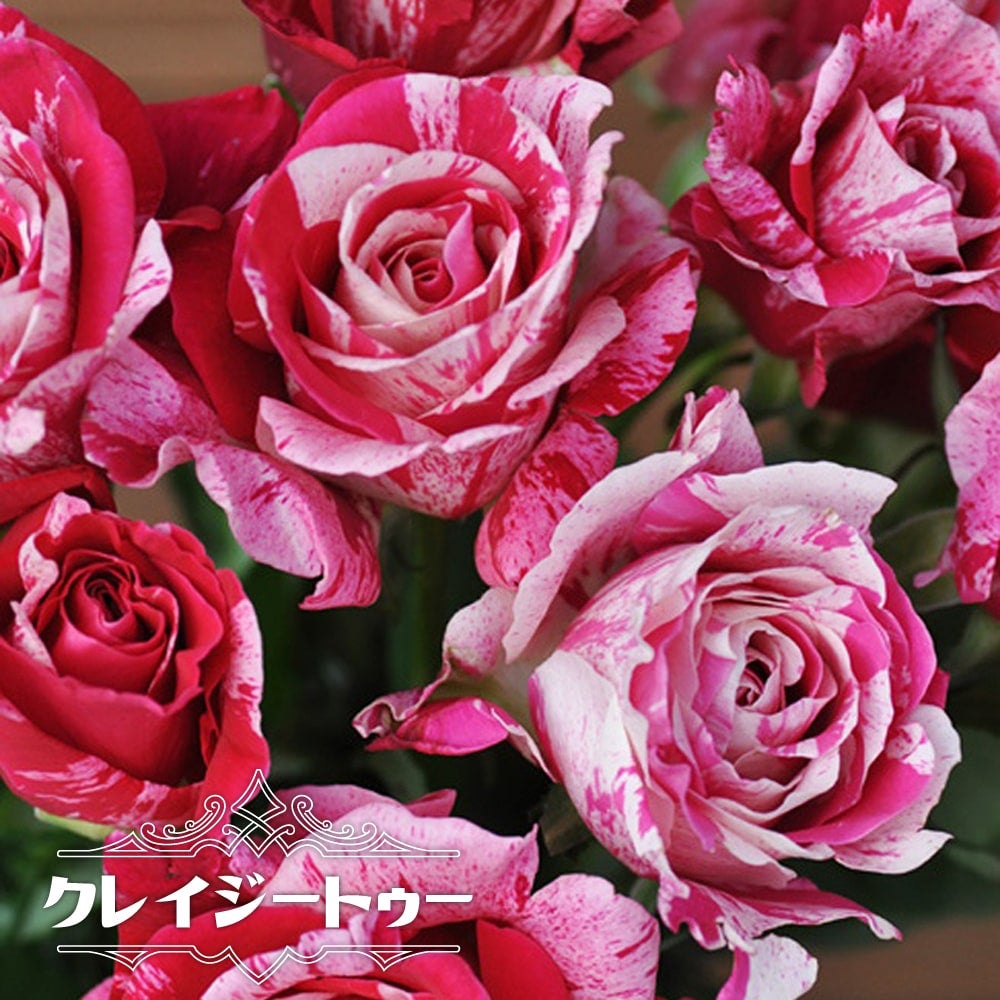 000000071294-01.jpg?size=l&w=