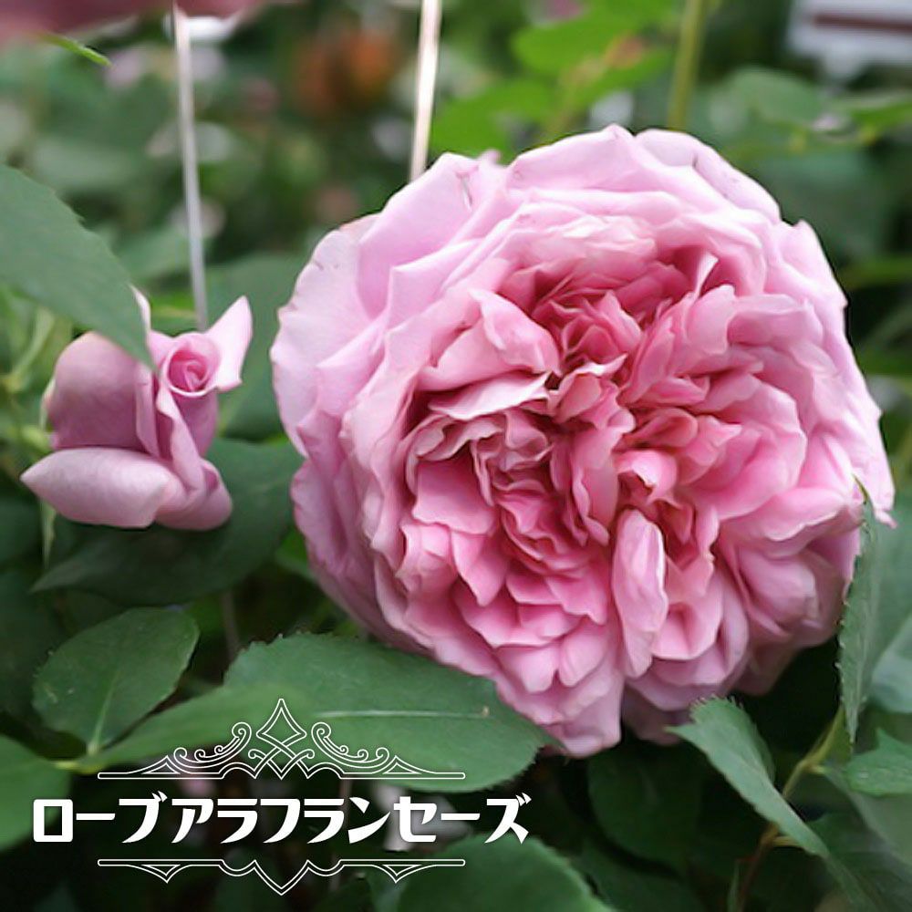 バラ ローブアラフランセーズ S シュラブ （半つるバラ）の通販