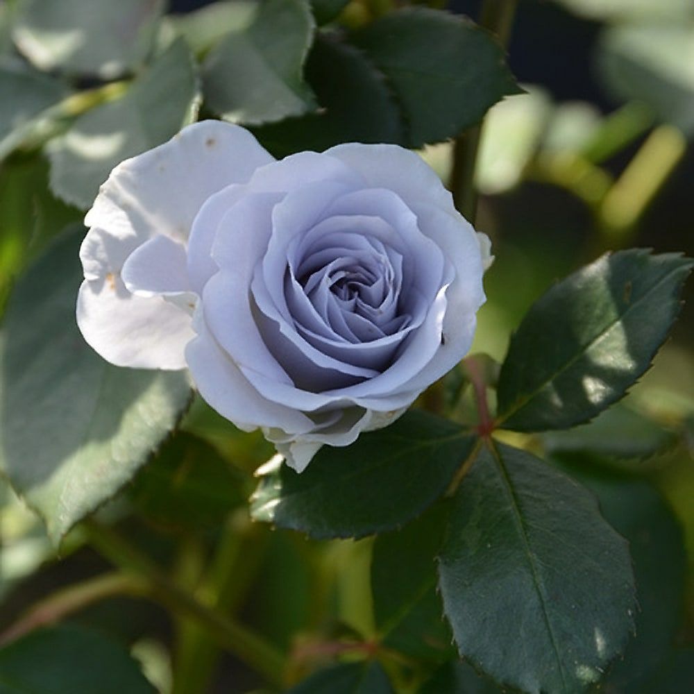 000000071305-02.jpg?size=l&w=