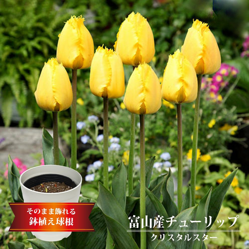 チューリップ クリスタルスター フリンジ咲きチューリップ 苗 通販 苗木部