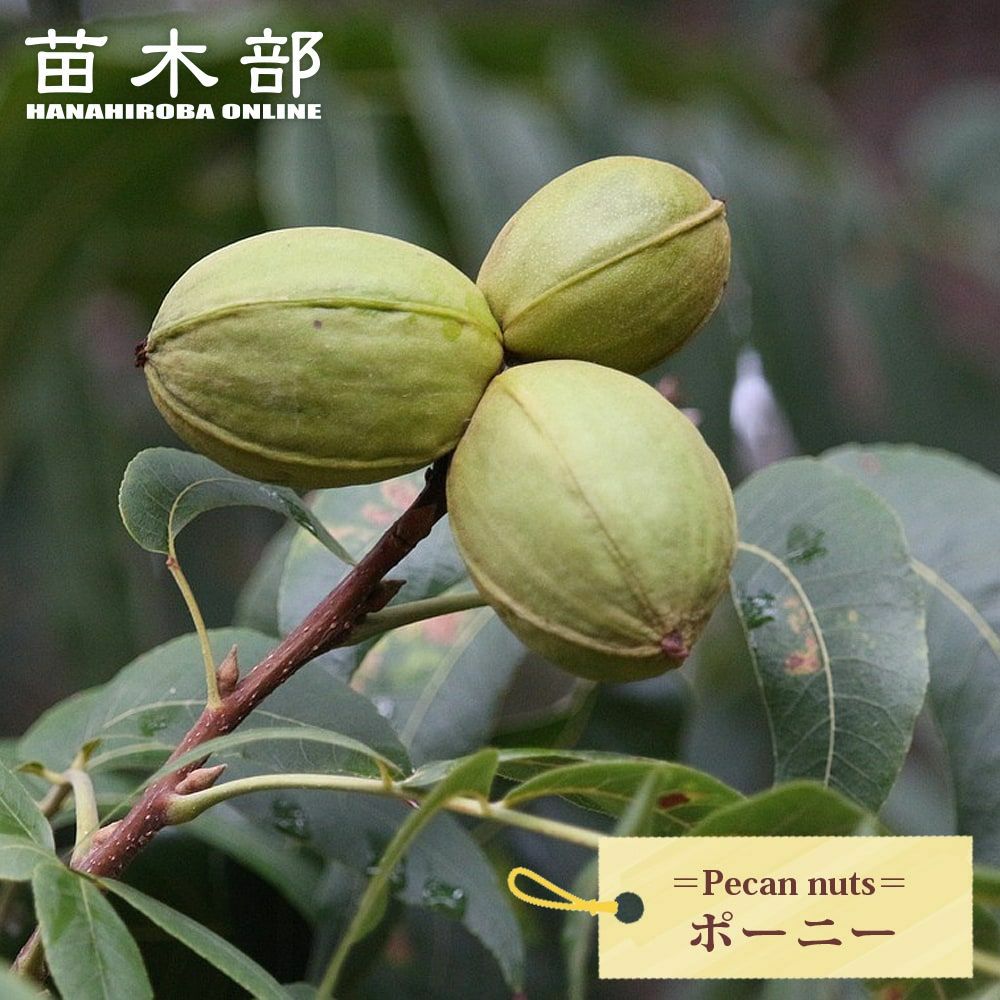 ペカンナッツ ケープフェア 苗 販売 苗木部 By 花ひろばオンライン