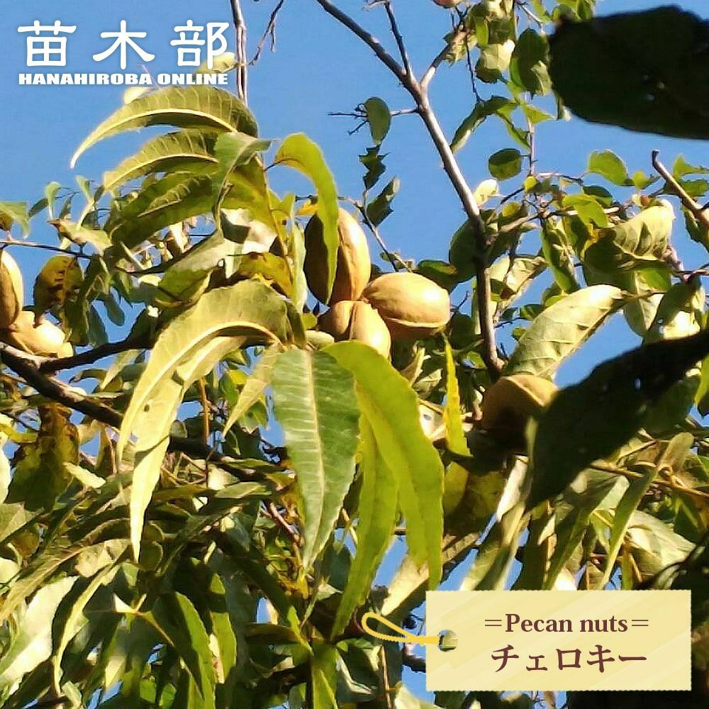 000000072051-01.jpg?size=l&w=